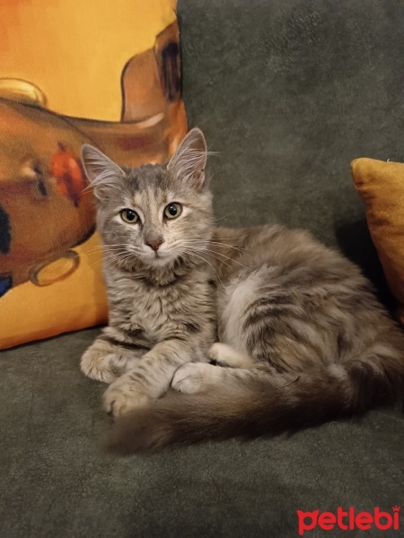 Tekir Kedi, Kedi  Mia fotoğrafı
