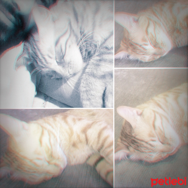 Tekir Kedi, Kedi  Coşkun  fotoğrafı