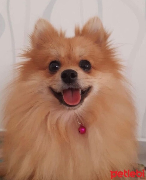 Pomeranyalı, Köpek  TARÇIN fotoğrafı