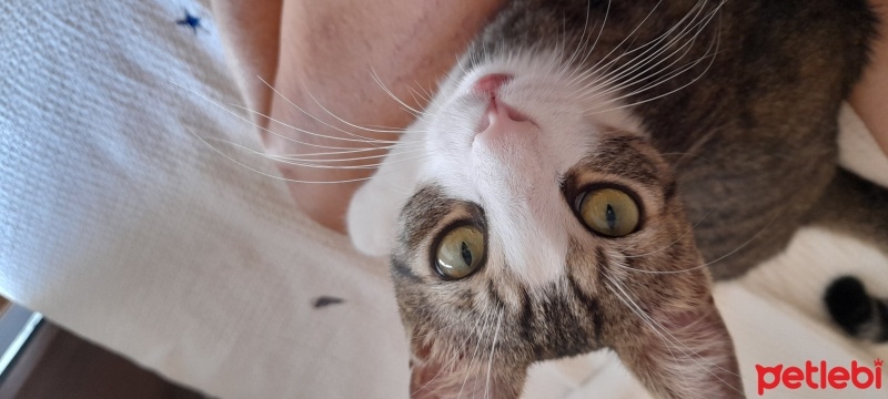 Soke, Kedi  Oğluş fotoğrafı