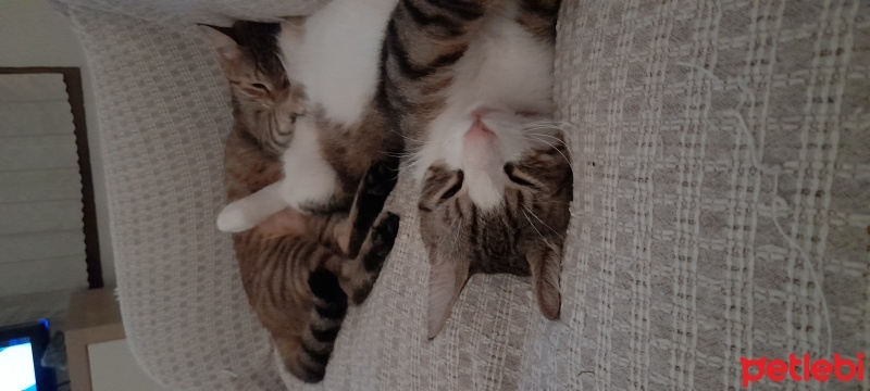 Soke, Kedi  Oğluş fotoğrafı