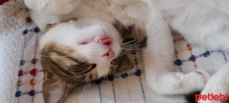 Soke, Kedi  Oğluş fotoğrafı