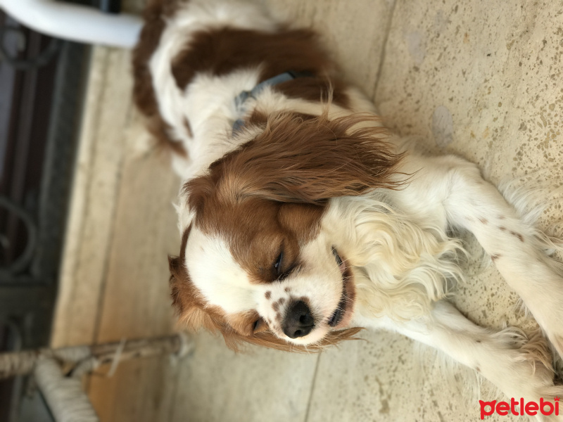 Cavalier King Charles Spanieli, Köpek  tarcin fotoğrafı