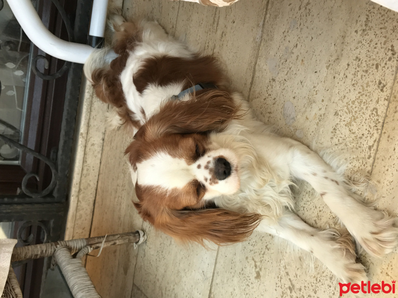 Cavalier King Charles Spanieli, Köpek  tarcin fotoğrafı
