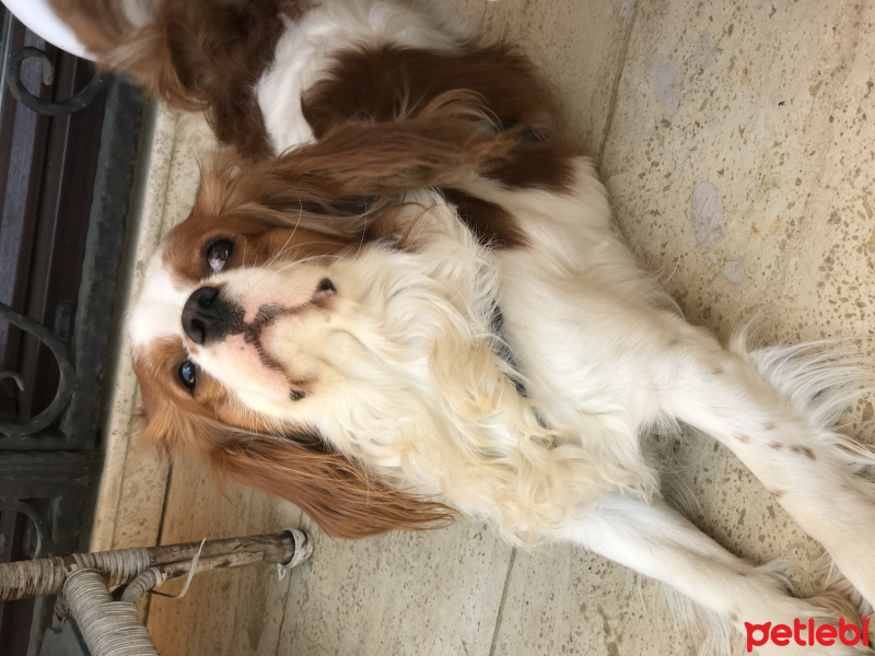 Cavalier King Charles Spanieli, Köpek  tarcin fotoğrafı