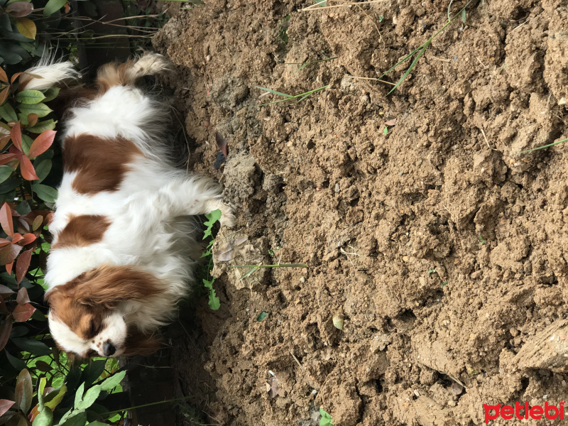 Cavalier King Charles Spanieli, Köpek  tarcin fotoğrafı