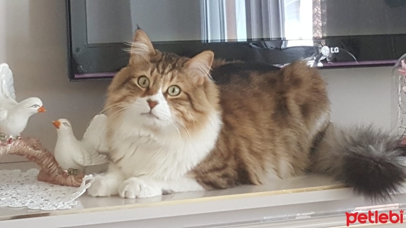 Tekir Kedi, Kedi  Boncuk fotoğrafı