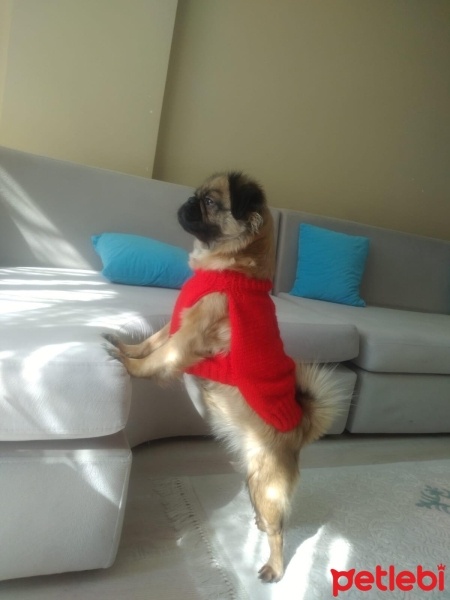 Pug, Köpek  Zilli fotoğrafı