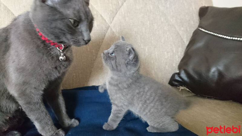 British Shorthair, Kedi  nazlı fotoğrafı