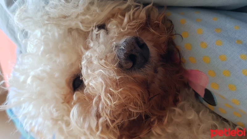 Poodle(Standart Kaniş), Köpek  Tonti fotoğrafı