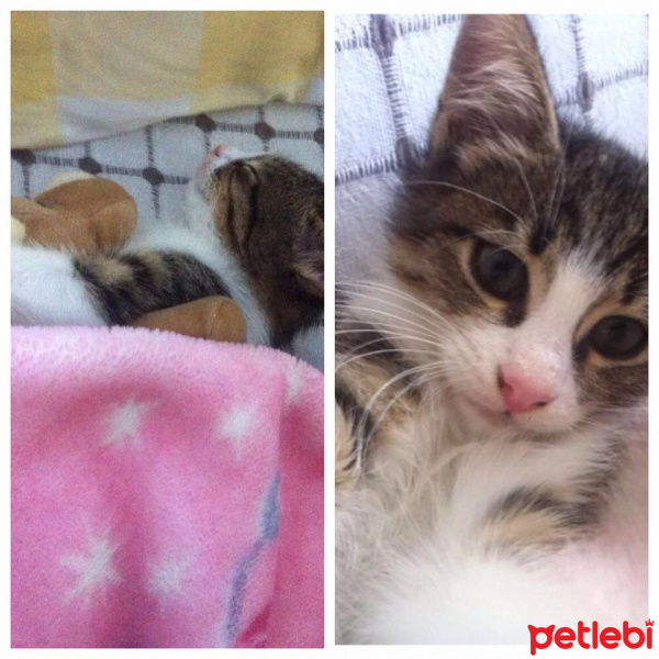 Tekir Kedi, Kedi  NAZLI fotoğrafı