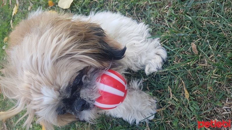 Shih Tzu, Köpek  Badem fotoğrafı