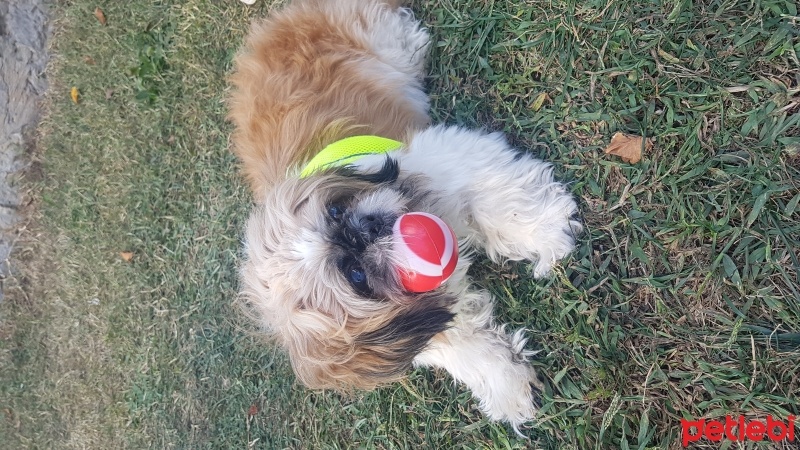 Shih Tzu, Köpek  Badem fotoğrafı