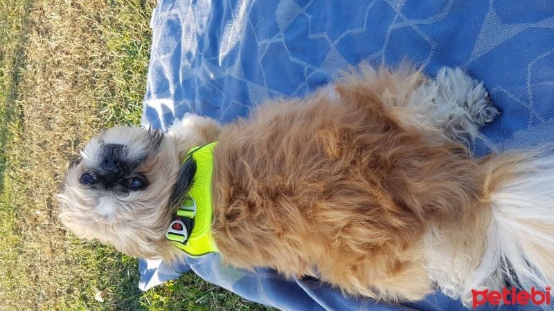 Shih Tzu, Köpek  Badem fotoğrafı