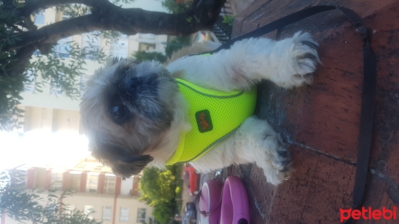 Shih Tzu, Köpek  Badem fotoğrafı