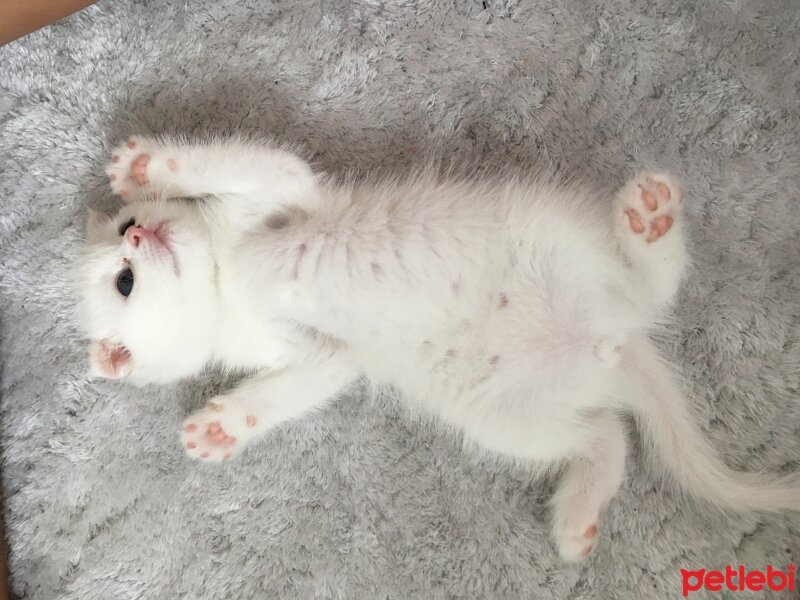 British Shorthair, Kedi  Juno fotoğrafı