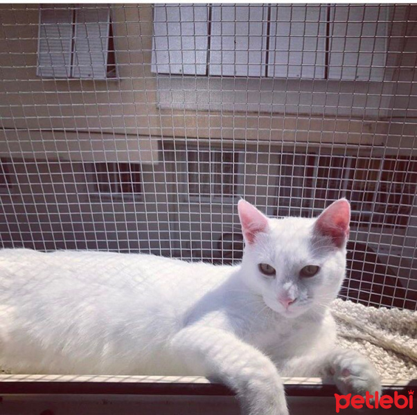 Van Kedisi, Kedi  CAN fotoğrafı