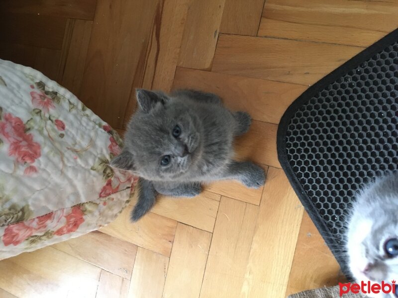 British Shorthair, Kedi  Noya fotoğrafı