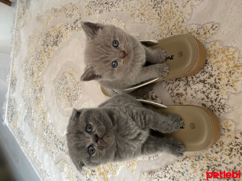 British Shorthair, Kedi  Şila fotoğrafı
