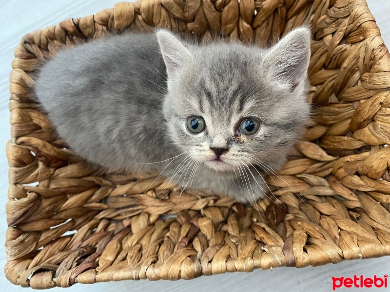 British Shorthair, Kedi  Şila fotoğrafı