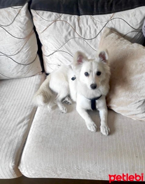Pomeranyalı, Köpek  Çaki fotoğrafı