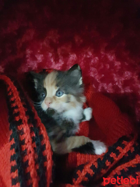 Tekir Kedi, Kedi  Tarçın fotoğrafı