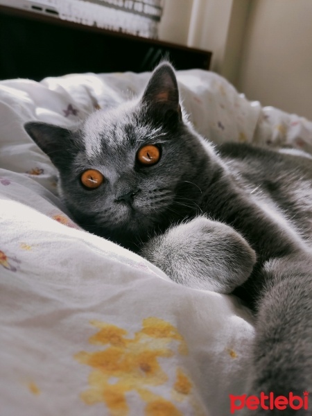 British Shorthair, Kedi  Cesur fotoğrafı