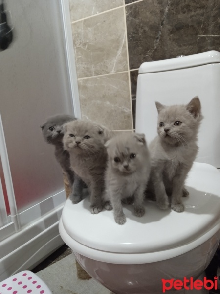 British Shorthair, Kedi  Boncuk fotoğrafı