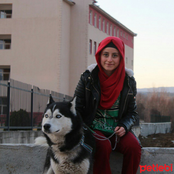 Sibirya Kurdu (Husky), Köpek  Maks fotoğrafı