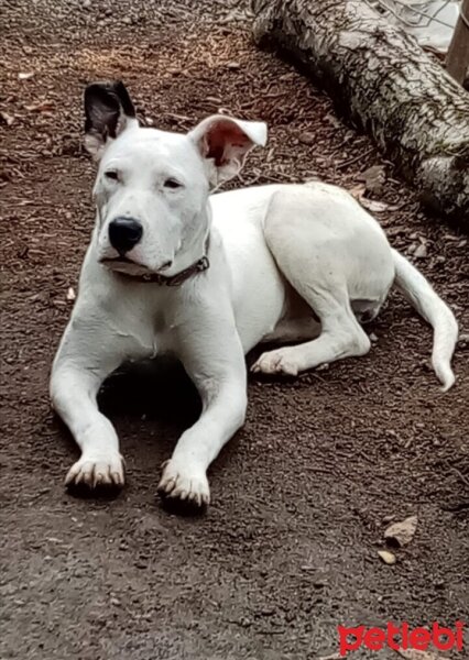 Dogo Arjantin, Köpek  Leydi fotoğrafı