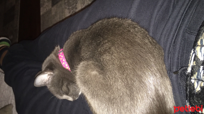 Scottish Fold, Kedi  Leyla fotoğrafı