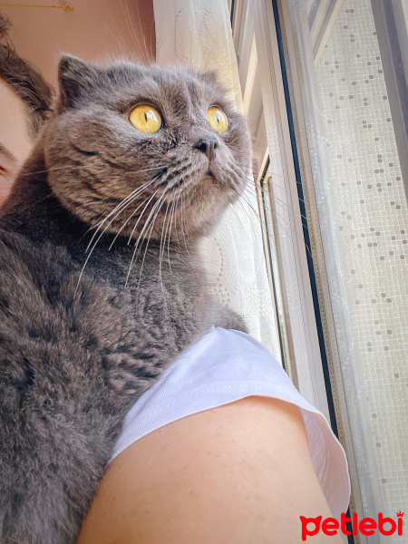 Scottish Fold, Kedi  Duman fotoğrafı