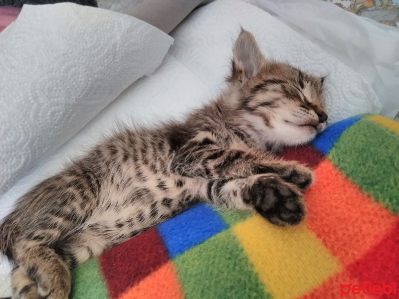 Tekir Kedi, Kedi  İsimsiz fotoğrafı