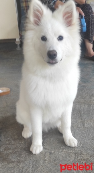 Samoyed, Köpek  Aysın fotoğrafı