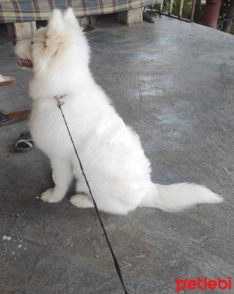 Samoyed, Köpek  Aysın fotoğrafı