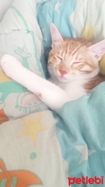 Sarman, Kedi  Leo fotoğrafı
