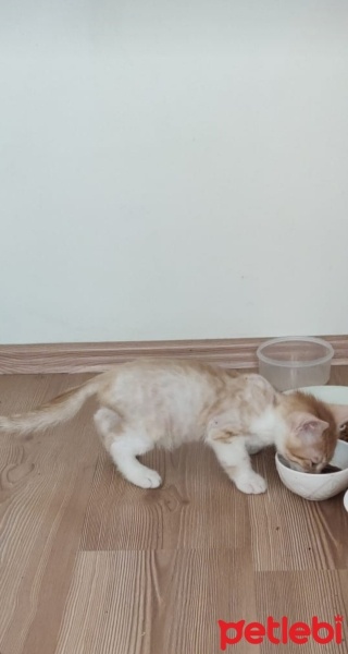 Sarman, Kedi  Leo fotoğrafı