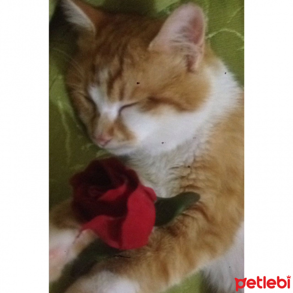 Tekir Kedi, Kedi  MAHMUT  fotoğrafı