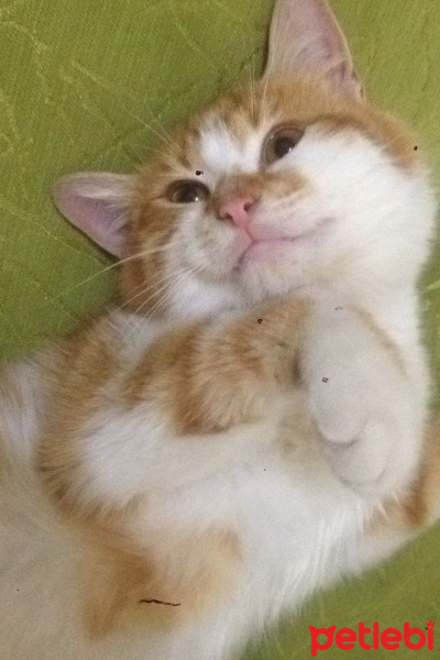 Tekir Kedi, Kedi  MAHMUT  fotoğrafı