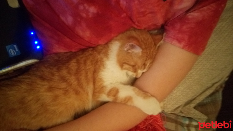 Tekir Kedi, Kedi  MAHMUT  fotoğrafı