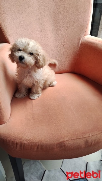 Poodle (Minyatür Kaniş), Köpek  Alıce fotoğrafı