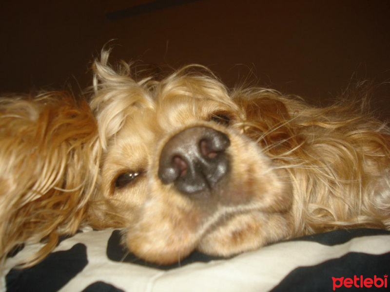 Amerikan Cocker Spaniel, Köpek  Puffy fotoğrafı