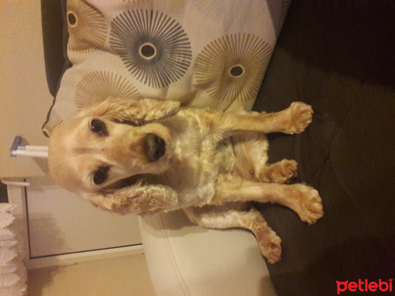 Amerikan Cocker Spaniel, Köpek  Puffy fotoğrafı