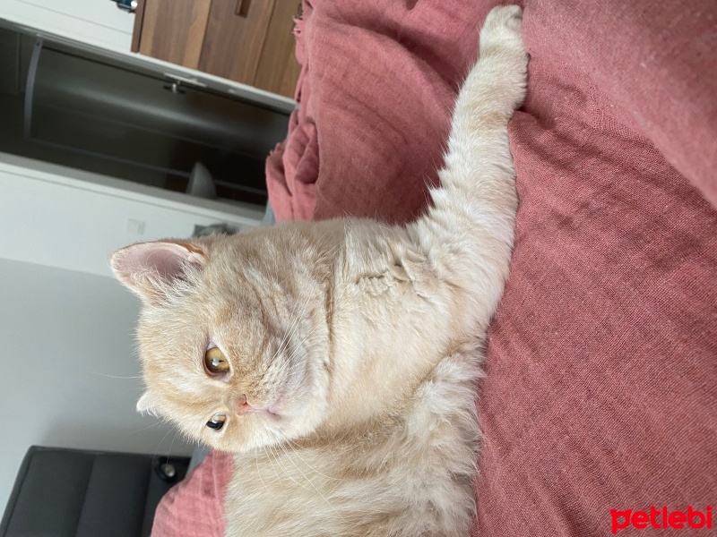 İran Kedisi (Persian), Kedi  Tarçın fotoğrafı