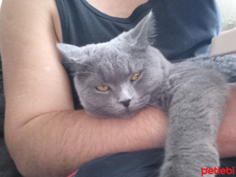 British Shorthair, Kedi  Arya fotoğrafı