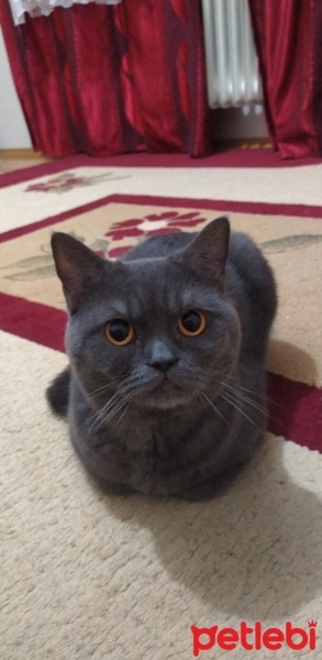 British Shorthair, Kedi  Paşa fotoğrafı