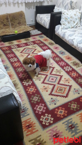Pappilon, Köpek  Arya fotoğrafı
