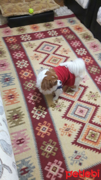 Pappilon, Köpek  Arya fotoğrafı