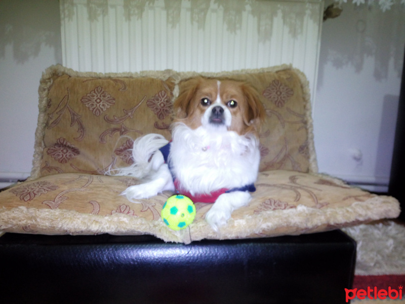 Pappilon, Köpek  Arya fotoğrafı
