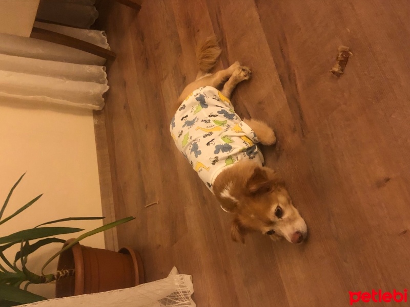 Jack Russell Terrier, Köpek  Prenses fotoğrafı